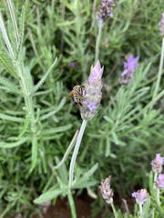 Apis mellifera