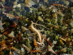 Ephydra