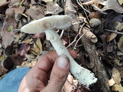 Amanita echinocephala