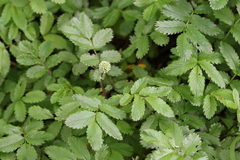 Acaena ovalifolia