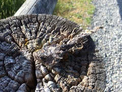Myoxocephalus polyacanthocephalus