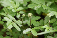 Acaena ovalifolia