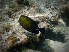 Zebrasoma scopas