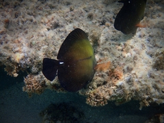 Zebrasoma scopas