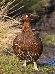 Lagopus lagopus scotica