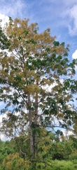 Ailanthus