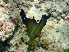 Zebrasoma scopas