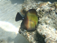 Zebrasoma scopas