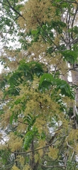 Ailanthus