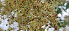 Ailanthus