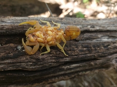 Jaguajir rochae
