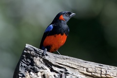 Anisognathus igniventris