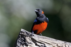 Anisognathus igniventris