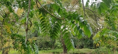 Ailanthus