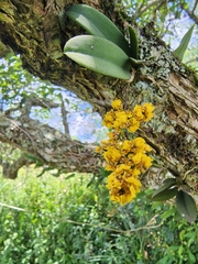 Trichocentrum pumilum