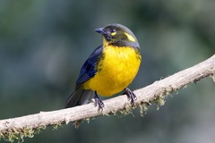 Anisognathus lacrymosus