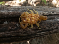 Jaguajir rochae