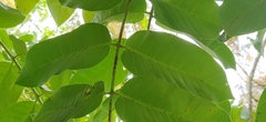 Ailanthus