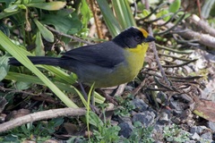 Atlapetes pallidinucha