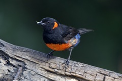 Anisognathus igniventris