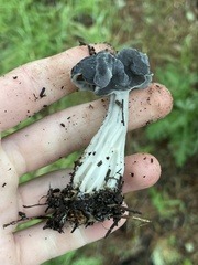 Helvella vespertina