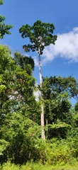 Dipterocarpus