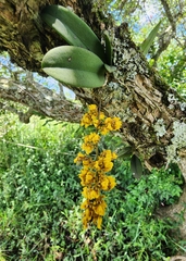 Trichocentrum pumilum