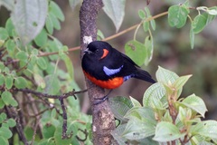 Anisognathus igniventris