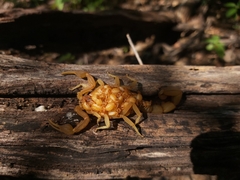 Jaguajir rochae