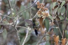 Ramphomicron microrhynchum