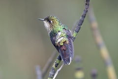 Ramphomicron microrhynchum