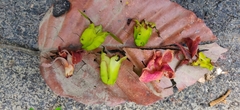 Dipterocarpus