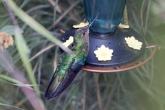 Pterophanes cyanopterus