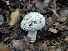 Amanita echinocephala