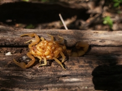 Jaguajir rochae