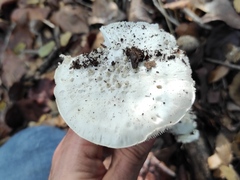 Amanita echinocephala