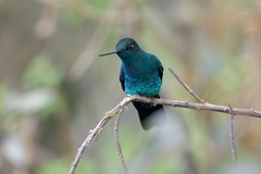 Pterophanes cyanopterus