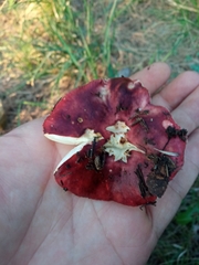 Russula torulosa
