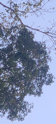 Image of Pterocarpus dalbergioides by (c) T R Shankar Raman, some rights reserved (CC BY)