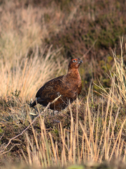 Lagopus lagopus scotica