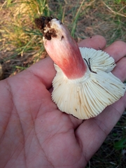 Russula torulosa