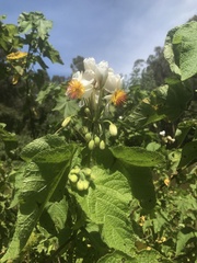 Sparrmannia africana