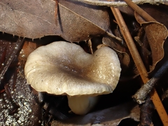 Hygrophorus hypothejus