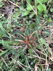 Phyllanthus urinaria hookeri