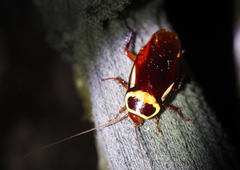 Periplaneta australasiae image