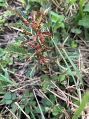 Phyllanthus urinaria hookeri