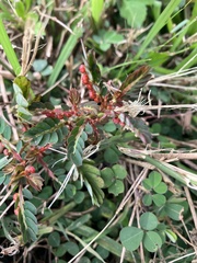 Phyllanthus urinaria hookeri