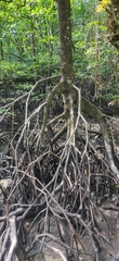 Rhizophora apiculata
