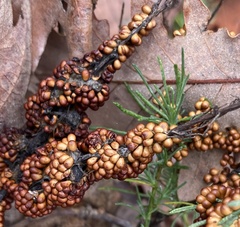 Leocarpus