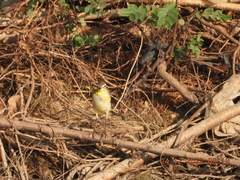 Motacilla cinerea